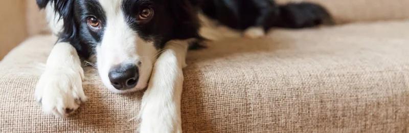 狗狗应激反应 Dog stress response