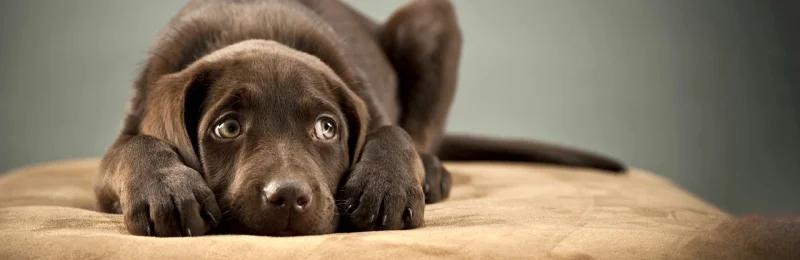 狗狗应激反应 Dog stress response