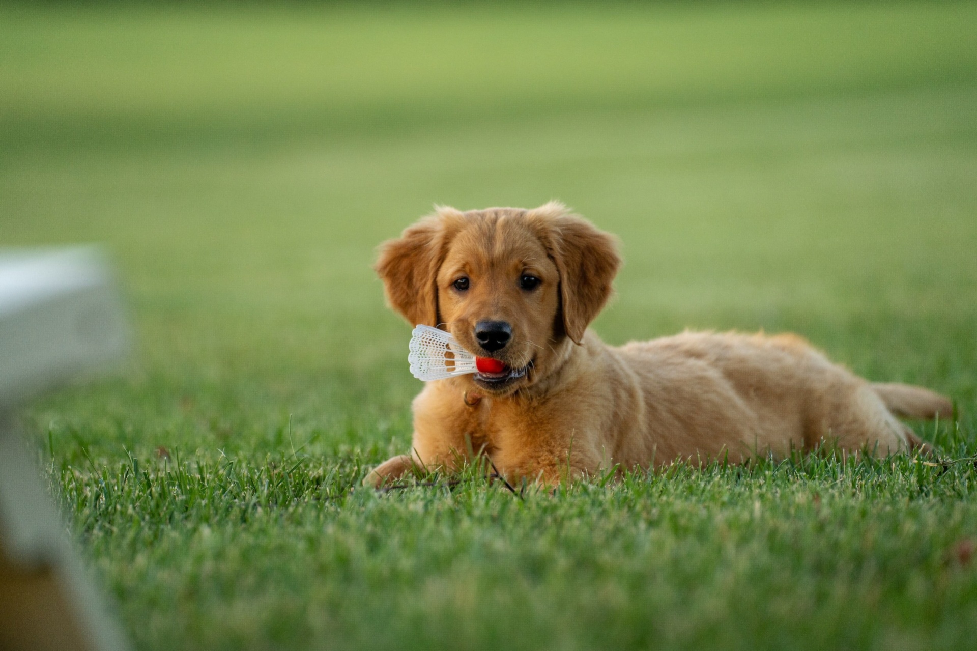 狗狗换牙期 Dog teething period