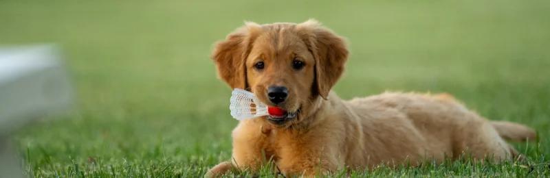 狗狗换牙期 Dog teething period