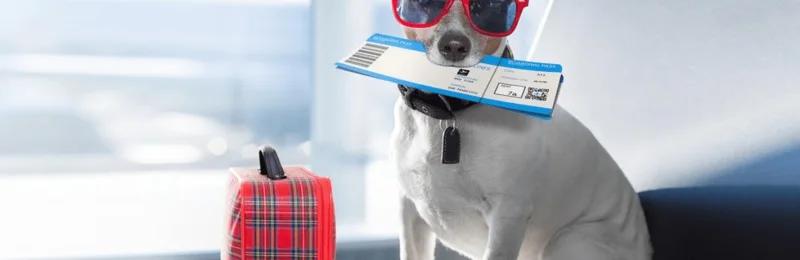 狗狗托运 Dog transport