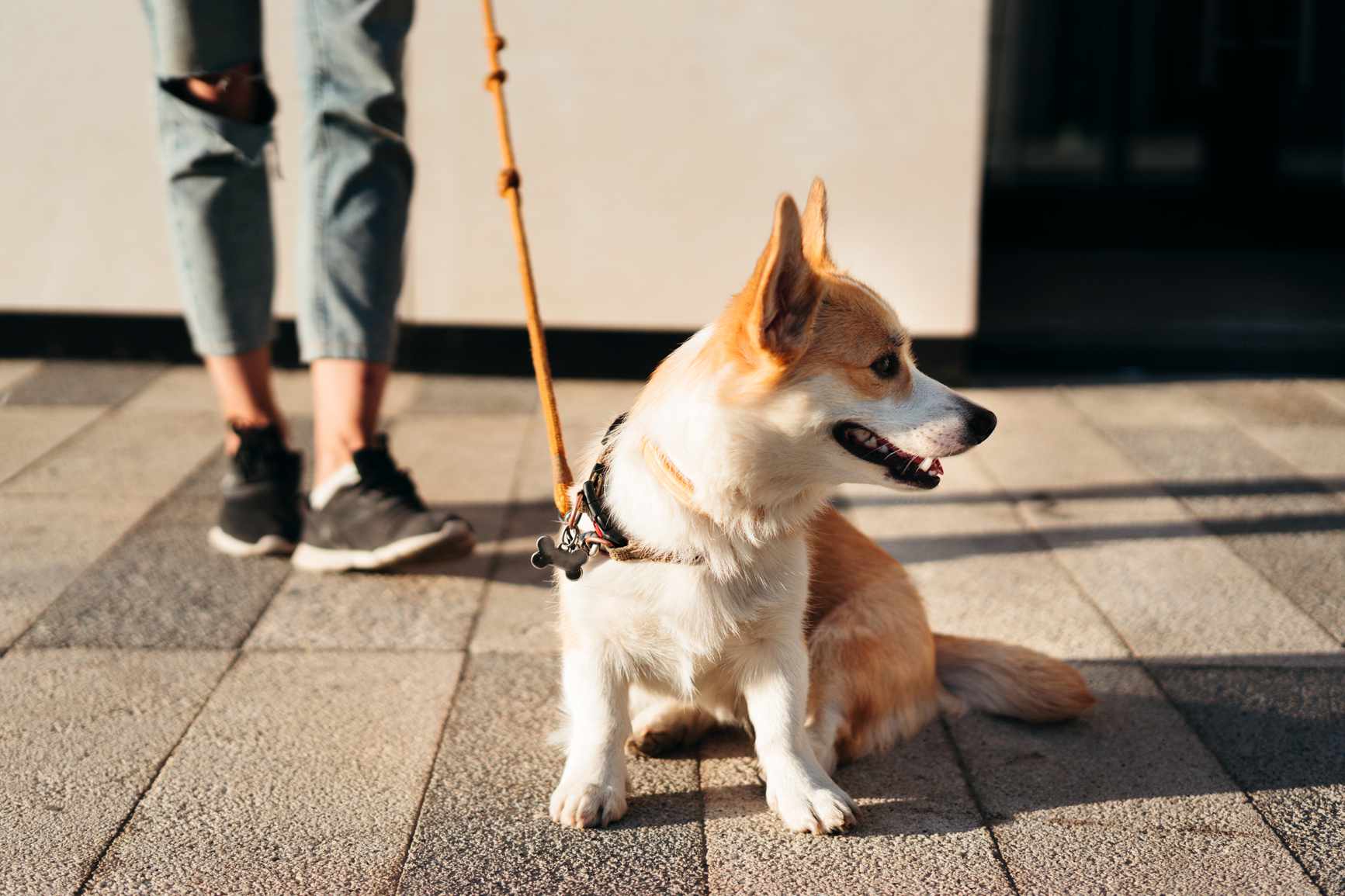 狗狗散步 Dog walking