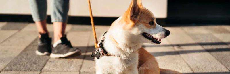 狗狗散步 Dog walking
