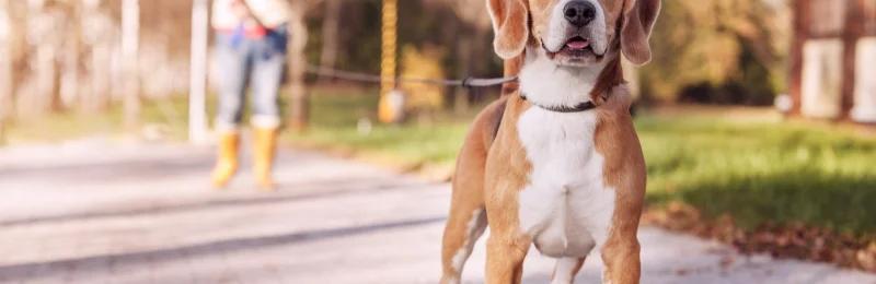狗狗散步 Dog walking