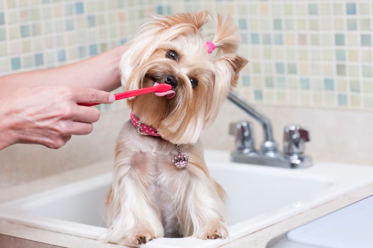 狗狗刷牙 Dogs brush their teeth