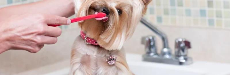 狗狗刷牙 Dogs brush their teeth