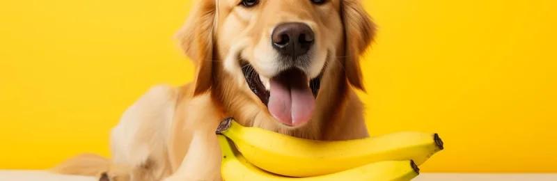 狗狗吃香蕉 Dogs eat bananas