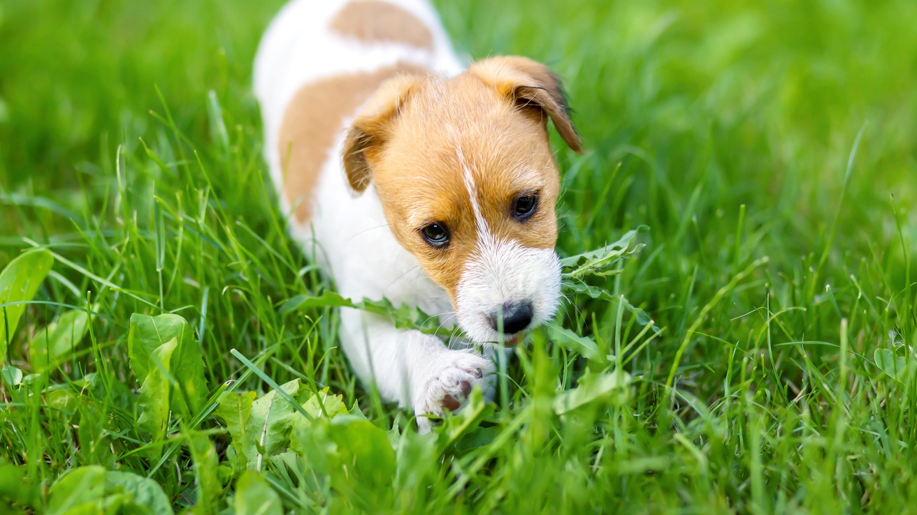 狗狗吃草 Dogs eat grass