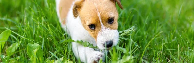 狗狗吃草 Dogs eat grass