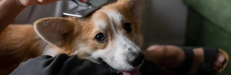 狗狗掉毛 Dogs shedding fur