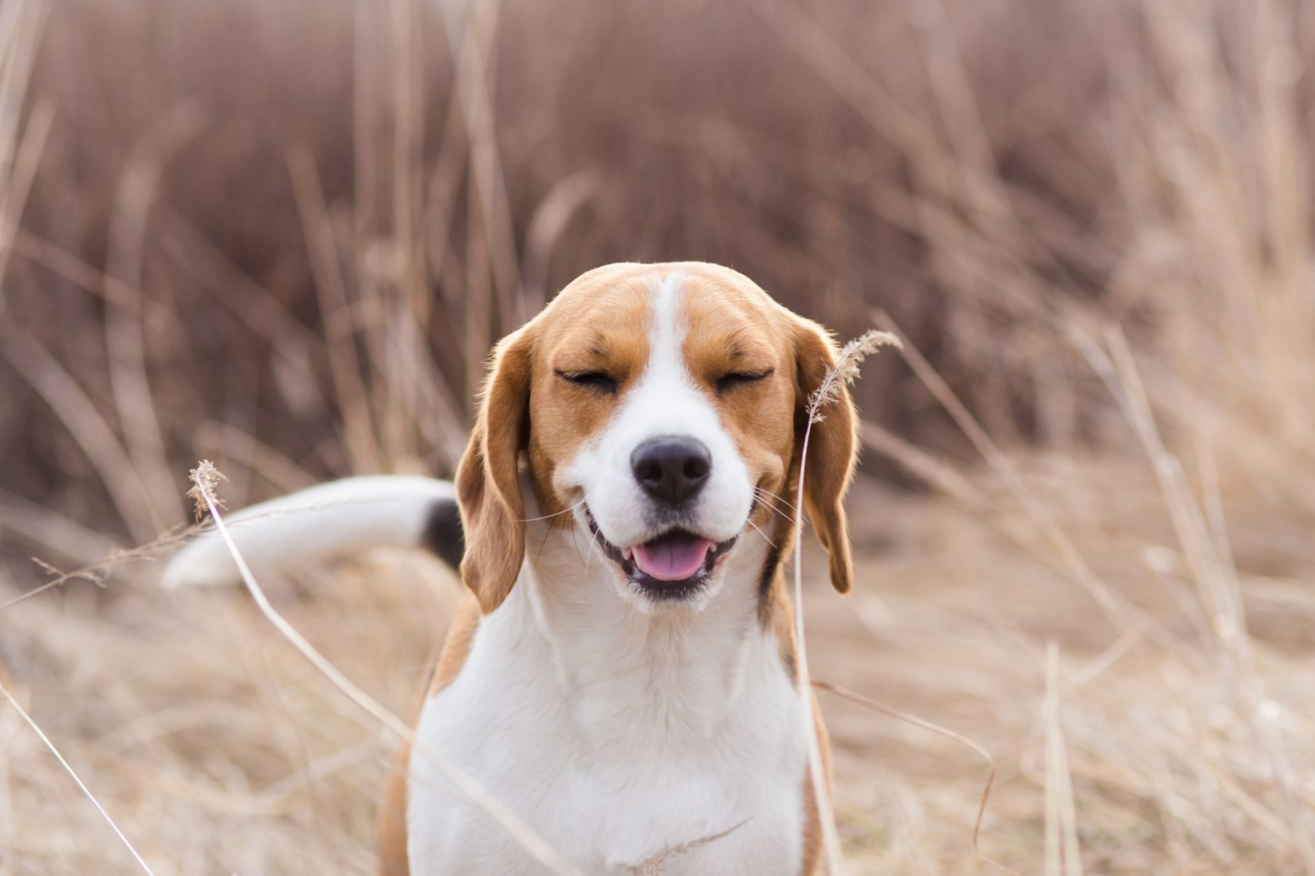 狗狗打喷嚏 Dogs sneeze