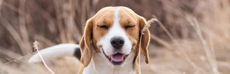 狗狗打喷嚏 Dogs sneeze