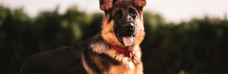 German Shepherd 德国牧羊犬 阿尔萨斯狼犬、德国狼犬、德牧