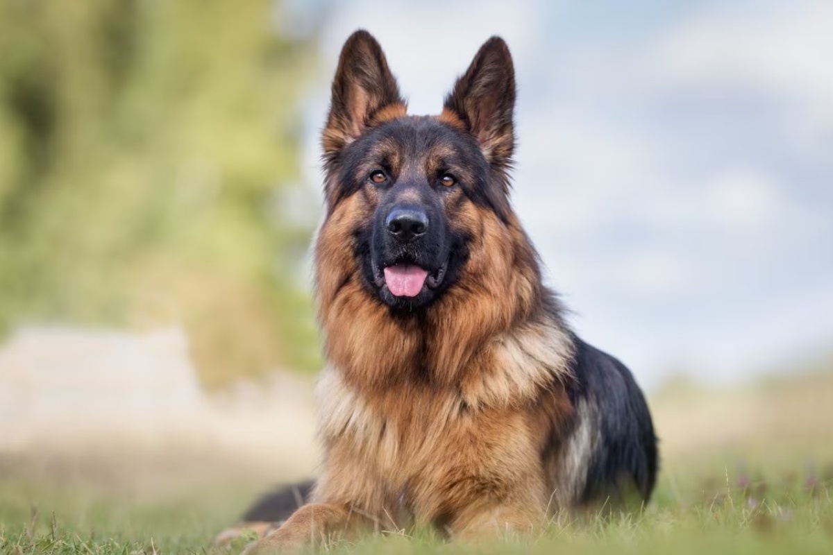 德国牧羊犬 German Shepherd