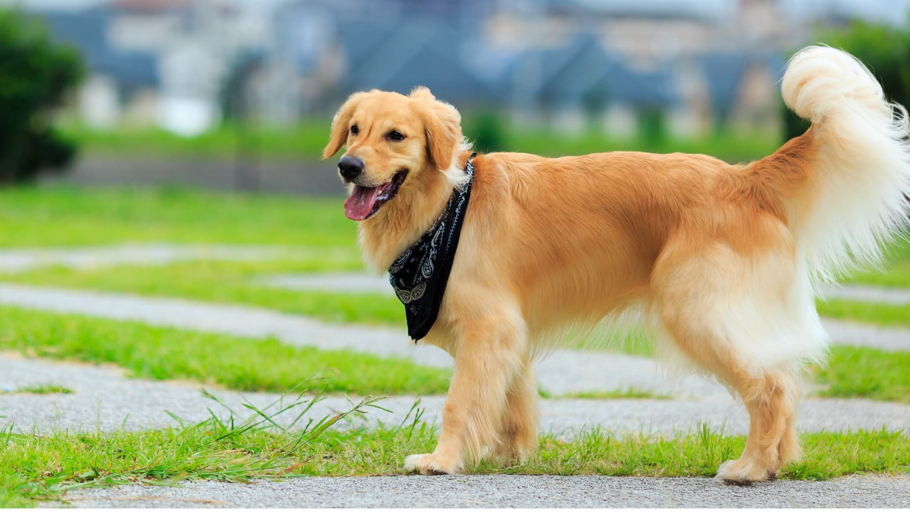 金毛寻回犬 Golden Retriever