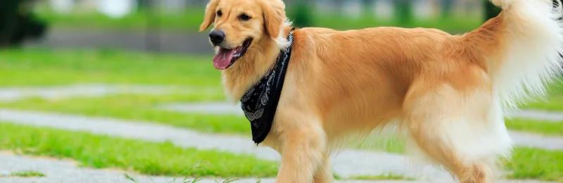 金毛寻回犬 Golden Retriever