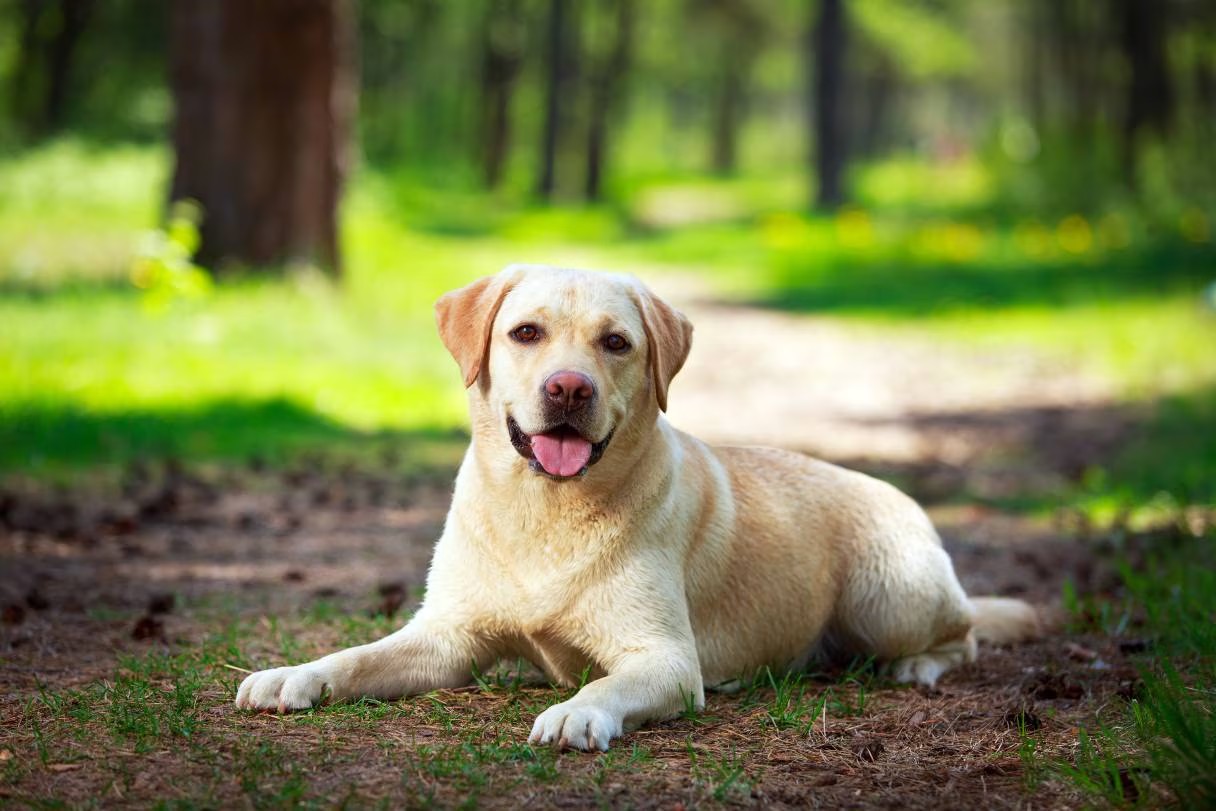 拉布拉多寻回犬 Labrador Retriever