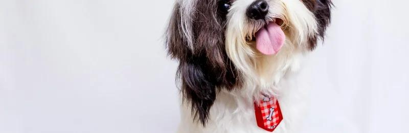 Maltese 马尔济斯犬 马耳他犬