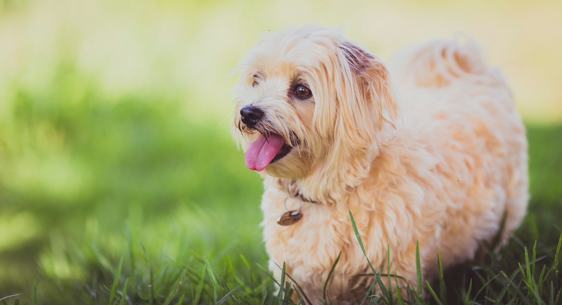 Maltese Dog 马尔济斯犬 马耳他犬