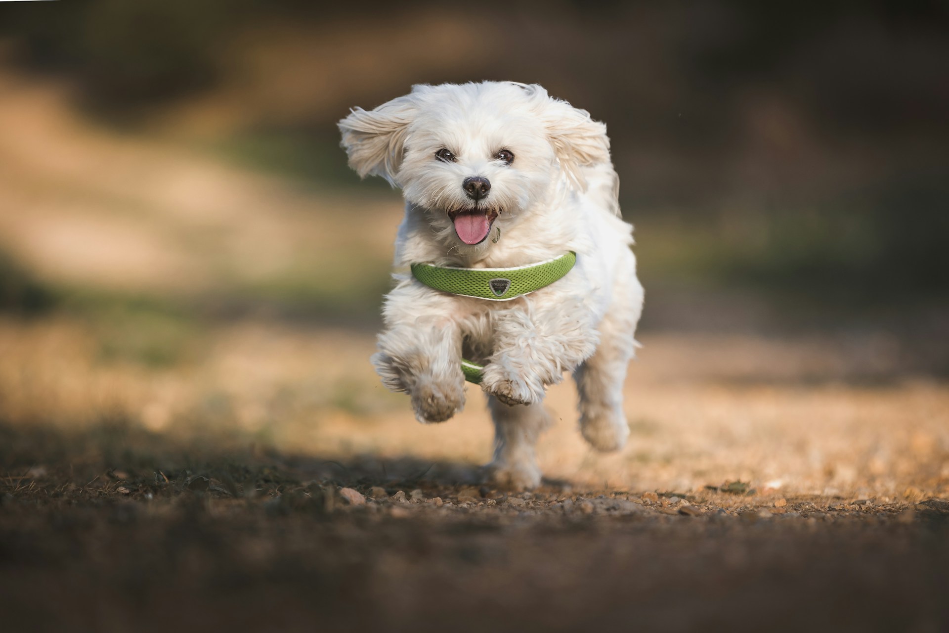 Maltese 马尔济斯犬 马耳他犬