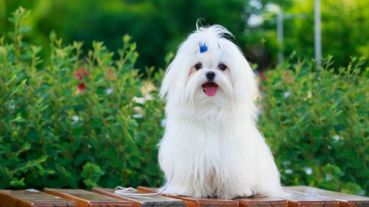 马尔济斯犬 Maltese2