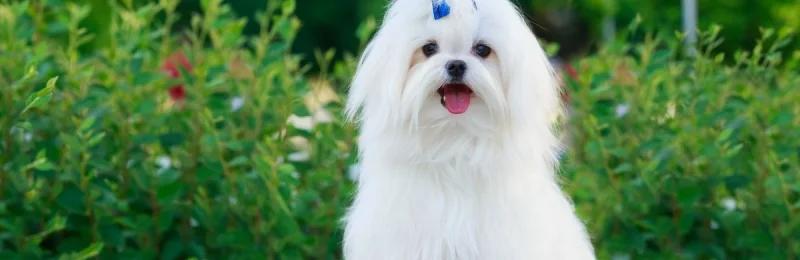 马尔济斯犬 Maltese2