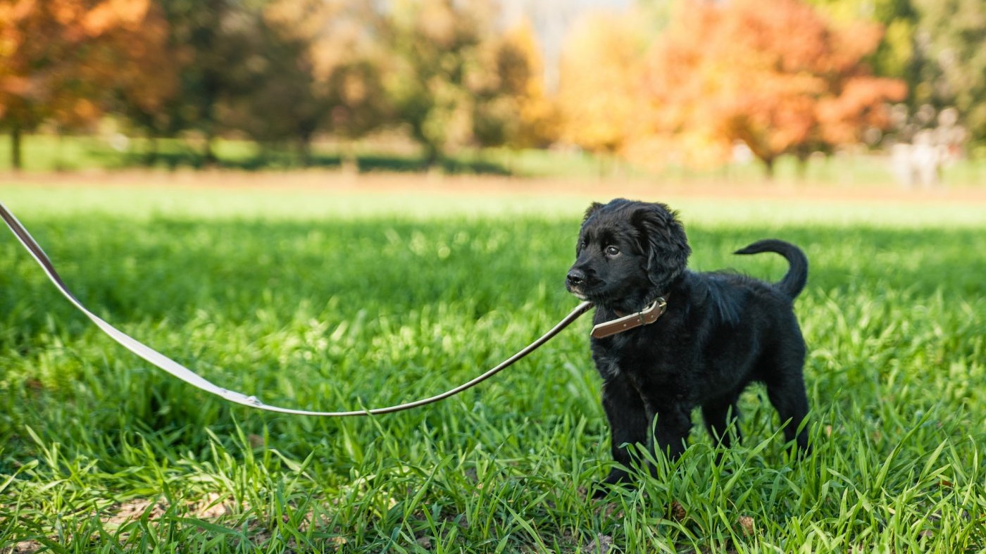 幼犬牵引绳 Puppy leash