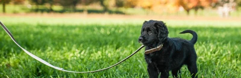 幼犬牵引绳 Puppy leash