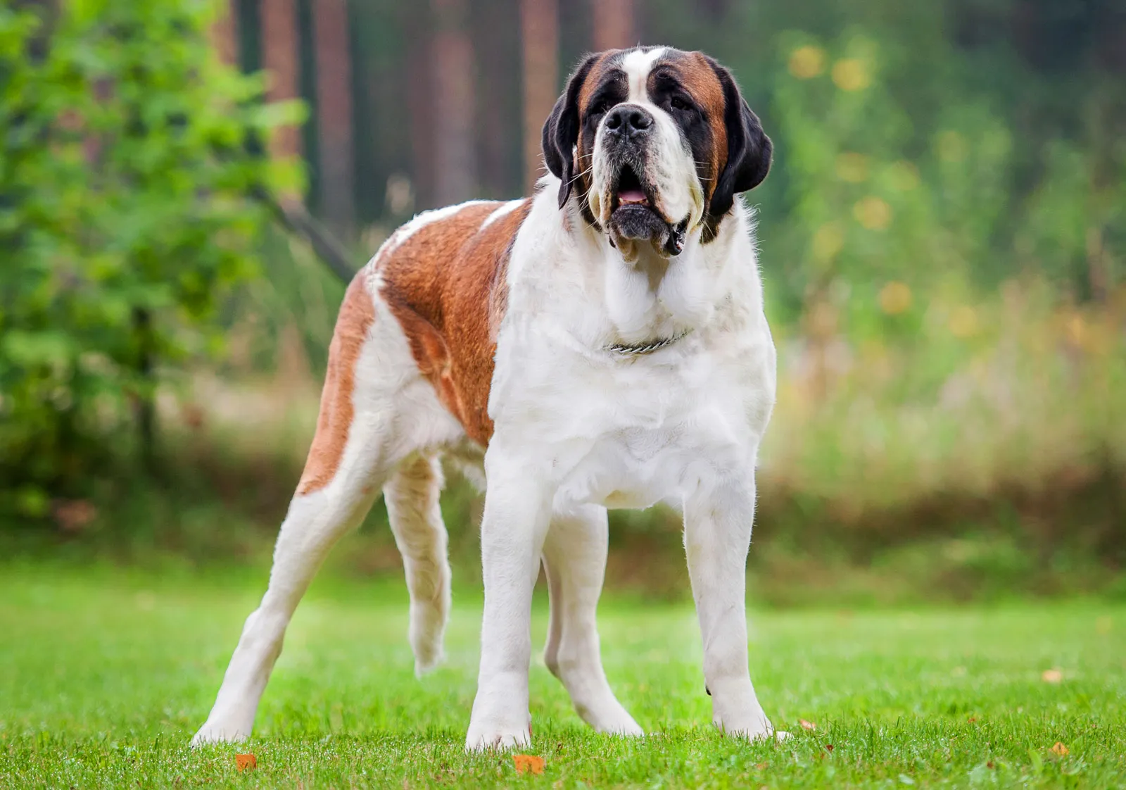 圣伯纳犬 Saint Bernard