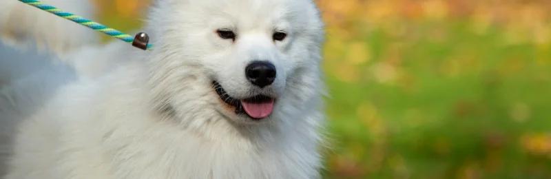 Samoyed 萨摩耶犬
