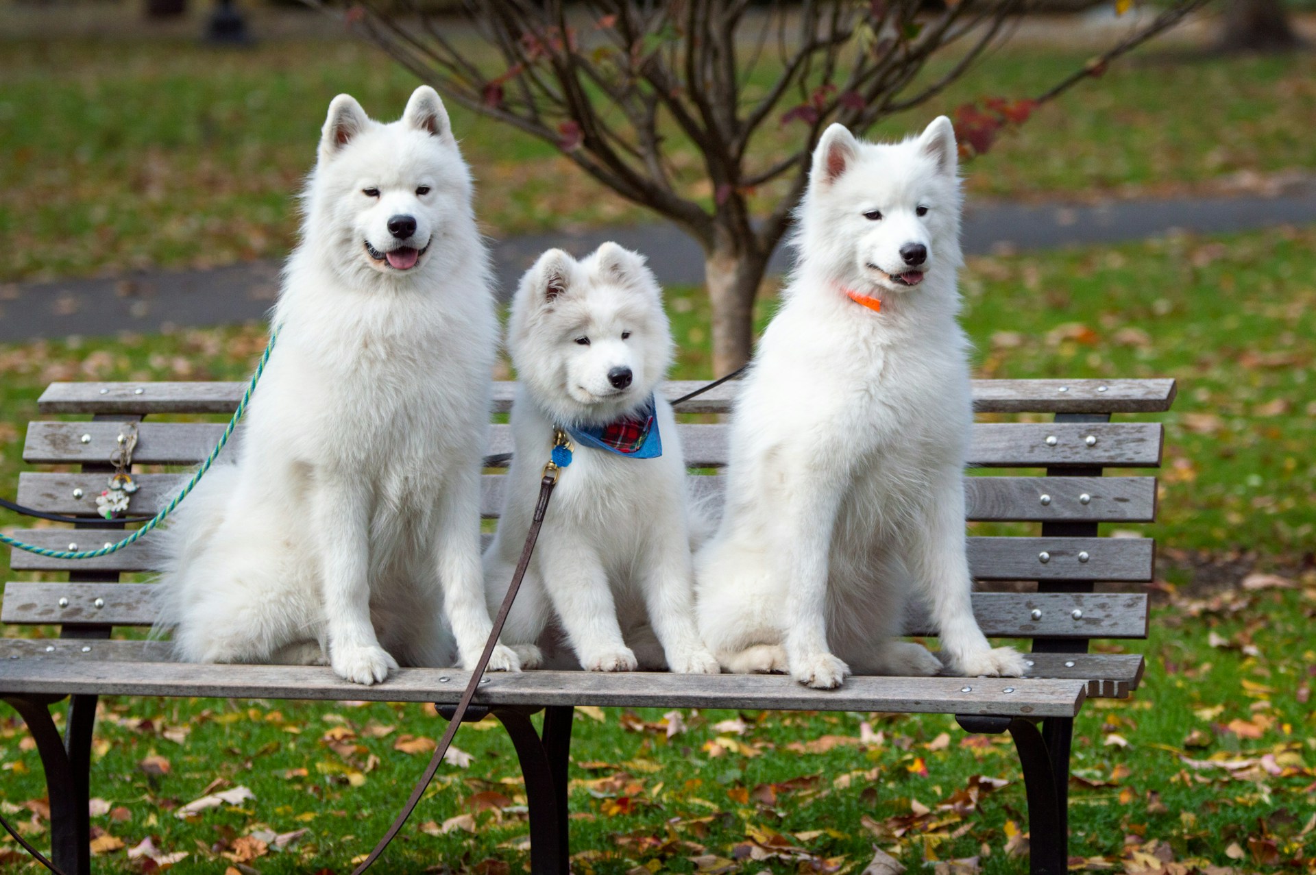 Samoyed 萨摩耶犬