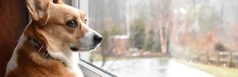 狗分离焦虑 Separation anxiety in dogs