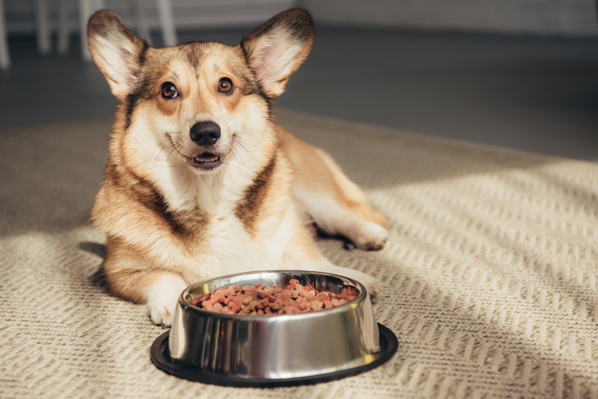 狗狗补钙 Supplementing calcium for dogs