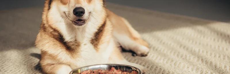 狗狗补钙 Supplementing calcium for dogs