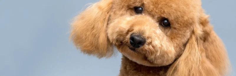 泰迪犬 Teddy Dog1