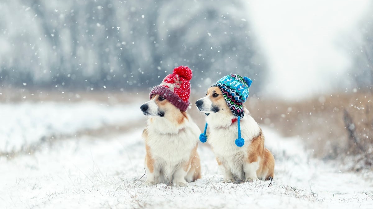 冬季遛狗 Walking dogs in winter