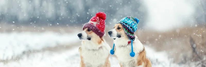 冬季遛狗 Walking dogs in winter