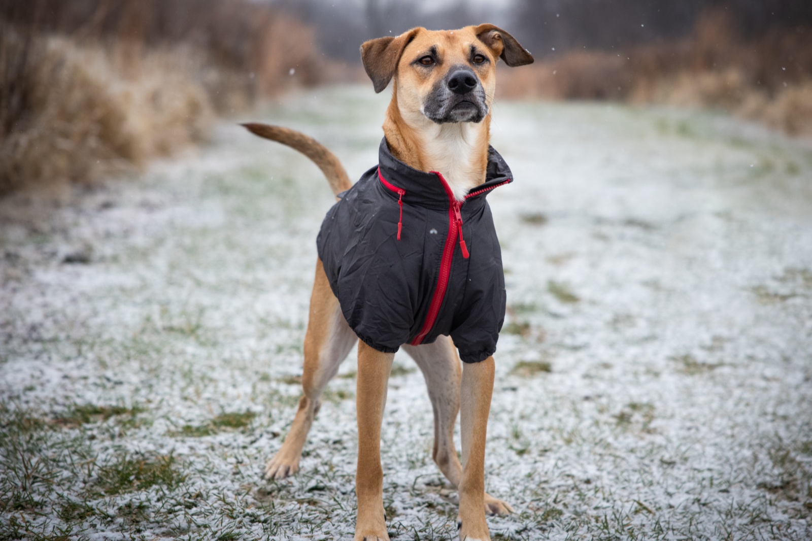 冬季遛狗 Walking dogs in winter1