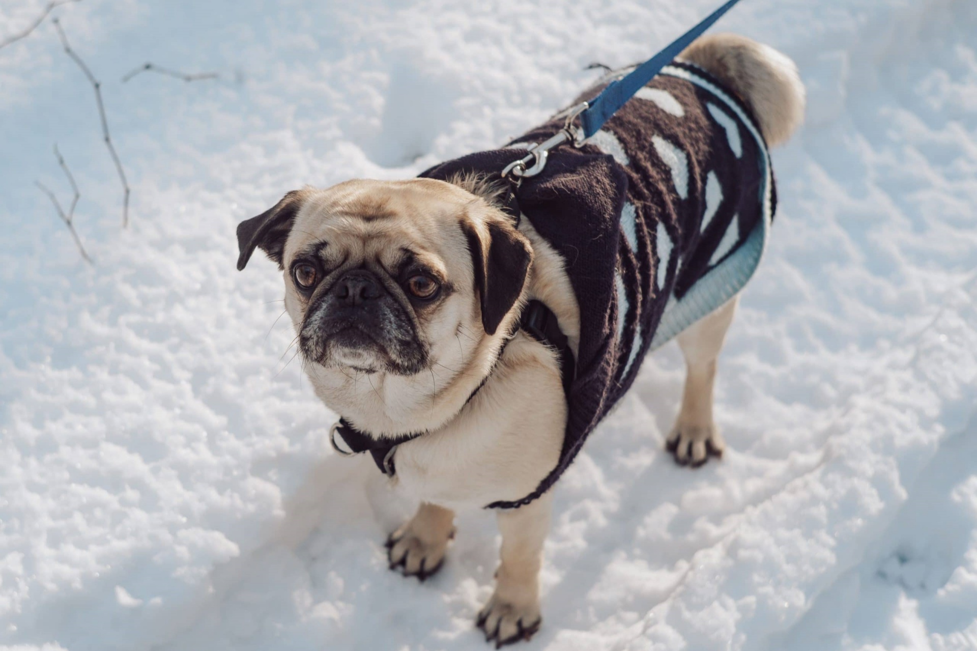 冬季遛狗 Walking dogs in winter2