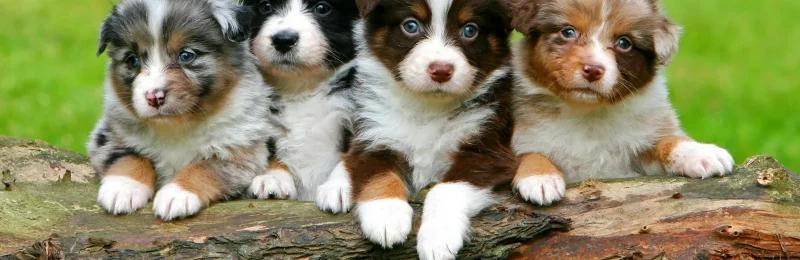 狗 dog