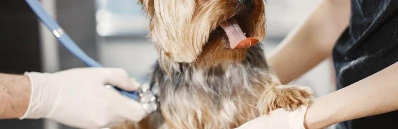 狗 dog