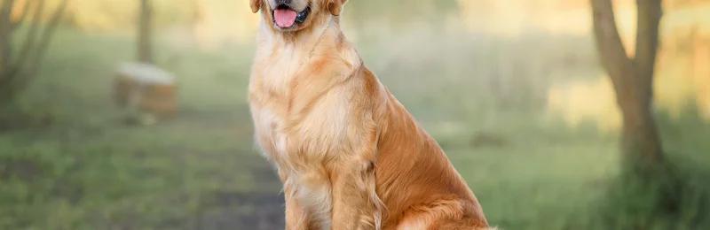 狗 dog