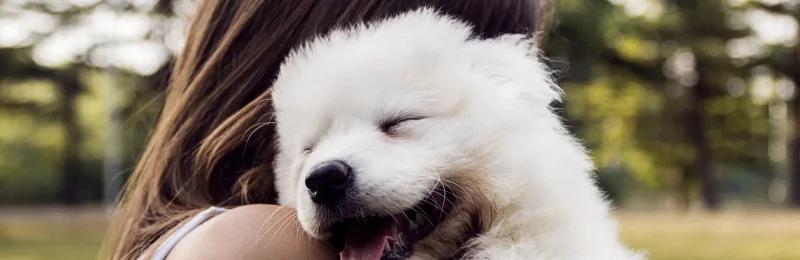 狗 dog