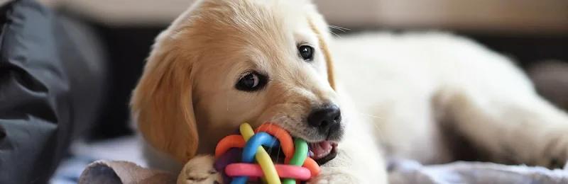 狗 dog1