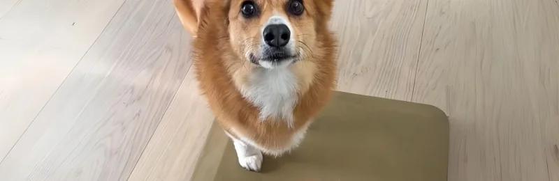 狗 dog2