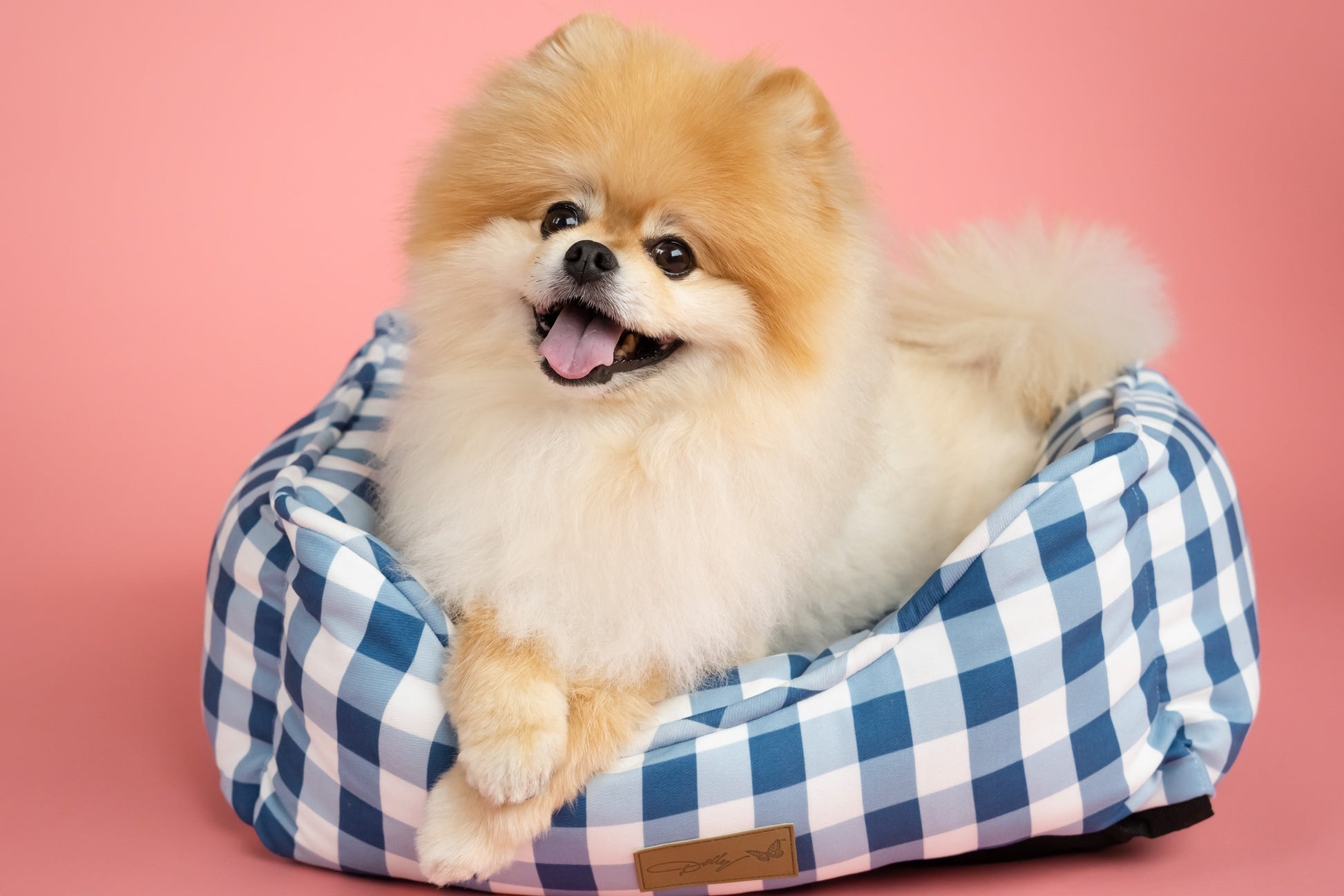 博美犬 pomeranian