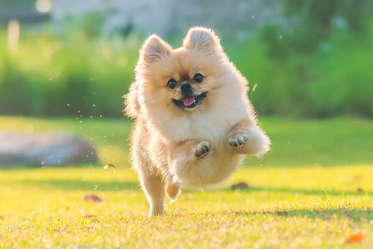 博美犬 pomeranian