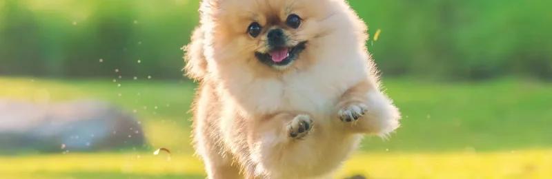 博美犬 pomeranian