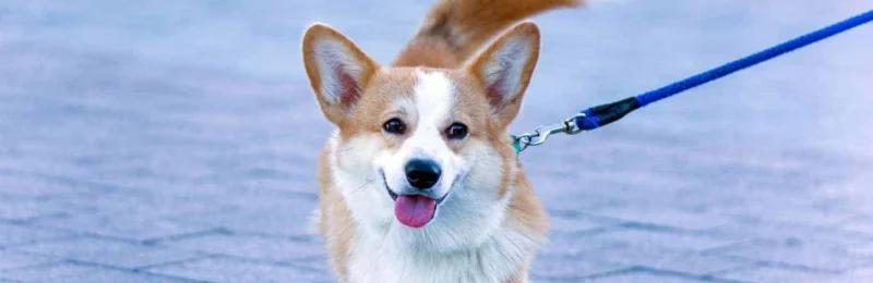 遛狗 walkies