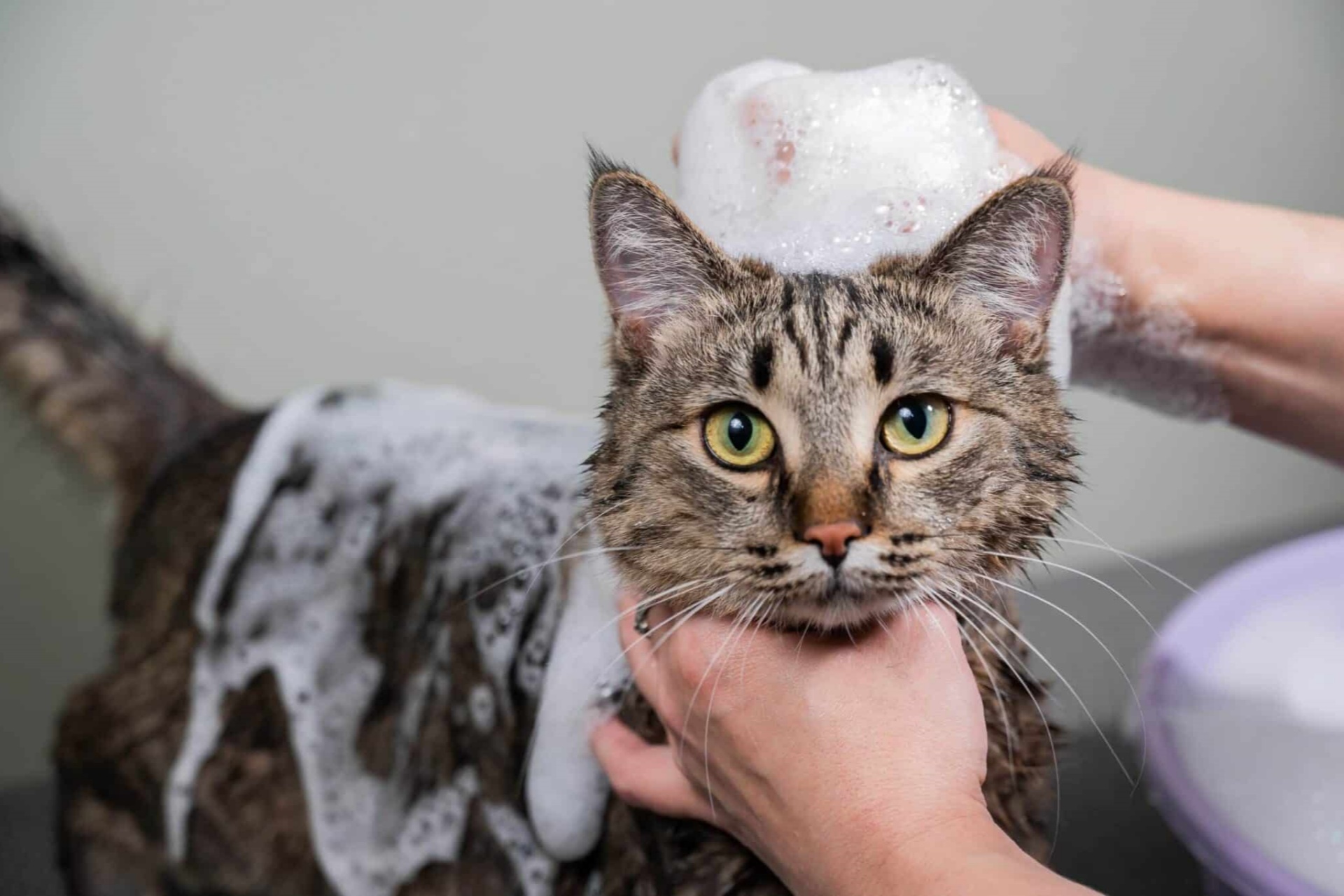 猫咪洗澡 Cat bathing